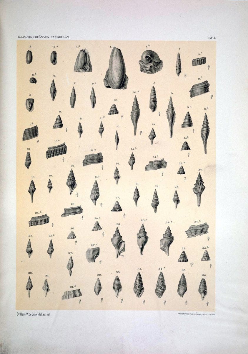 Die Fauna des ObereocaÌˆns von Nanggulan, auf Java /.Leiden :E.J. Brill,1914-1915.. |  | Vintage Print Reproduction 471476