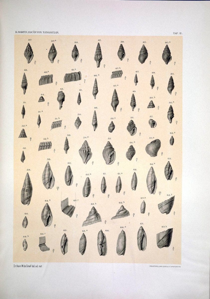 Die Fauna des ObereocaÌˆns von Nanggulan, auf Java /.Leiden :E.J. Brill,1914-1915.. |  | Vintage Print Reproduction 471477