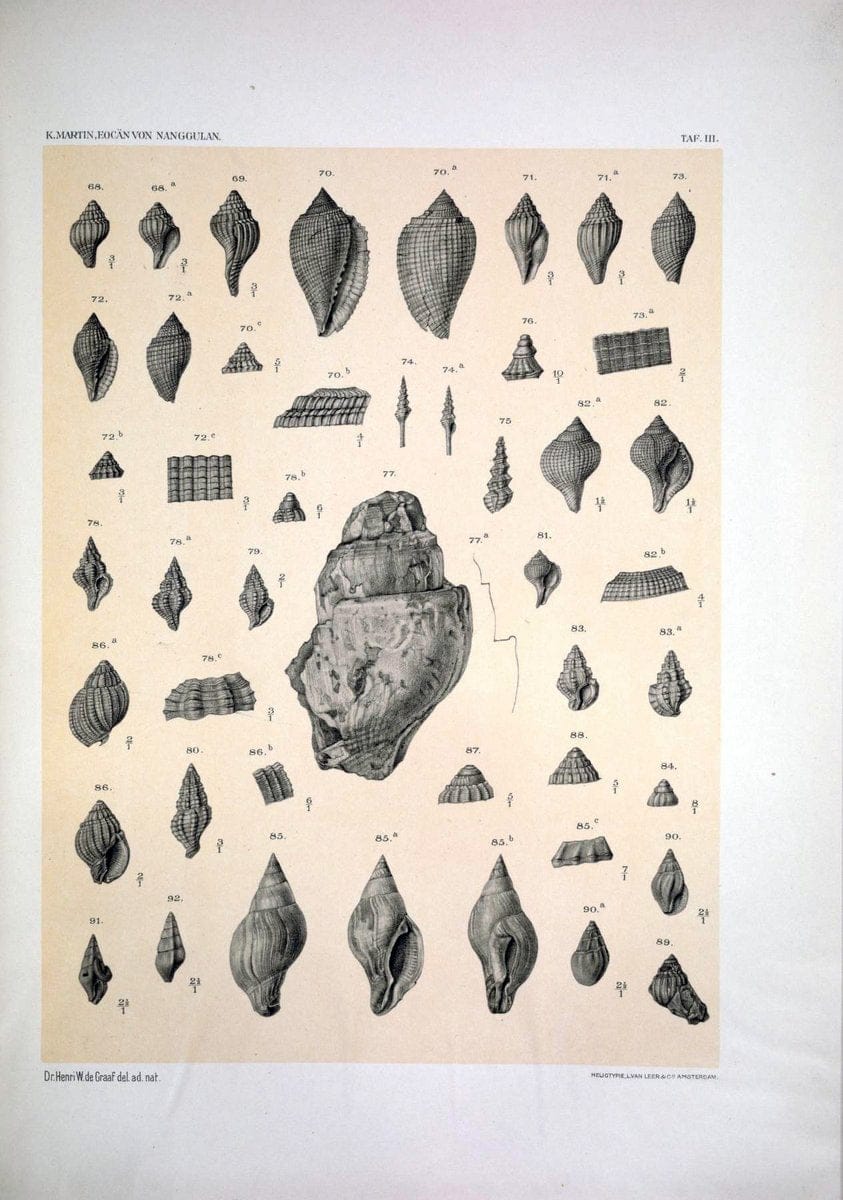 Die Fauna des ObereocaÌˆns von Nanggulan, auf Java /.Leiden :E.J. Brill,1914-1915.. |  | Vintage Print Reproduction 471478