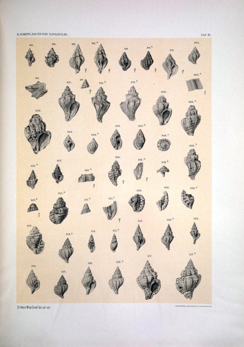 Die Fauna des ObereocaÌˆns von Nanggulan, auf Java /.Leiden :E.J. Brill,1914-1915.. |  | Vintage Print Reproduction 471479