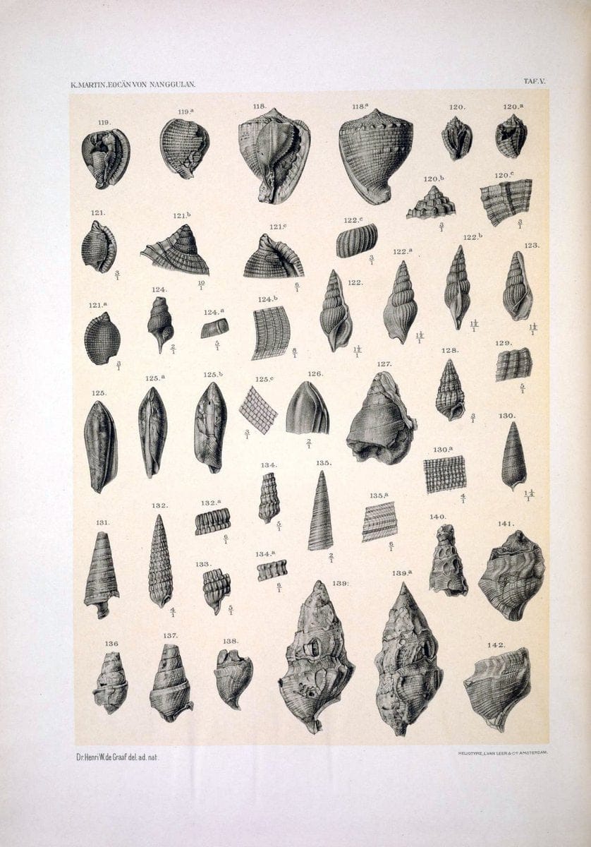 Die Fauna des ObereocaÌˆns von Nanggulan, auf Java /.Leiden :E.J. Brill,1914-1915.. |  | Vintage Print Reproduction 471480