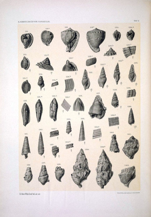 Die Fauna des ObereocaÌˆns von Nanggulan, auf Java /.Leiden :E.J. Brill,1914-1915.. |  | Vintage Print Reproduction 471480