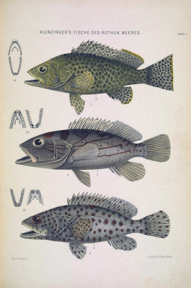 Die Fische des Rothen Meeres;.Stuttgart,E.tSchweizerbart'sche Verlagshandlung (E. Koch),1884.  | Classification Fishes "Red Sea" | Vintage Print Reproduction 471481