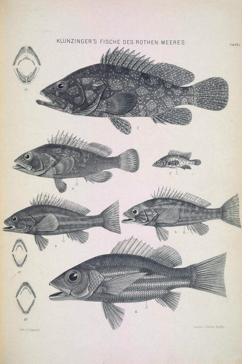 Die Fische des Rothen Meeres;.Stuttgart,E.tSchweizerbart'sche Verlagshandlung (E. Koch),1884.  | Classification Fishes "Red Sea" | Vintage Print Reproduction 471482