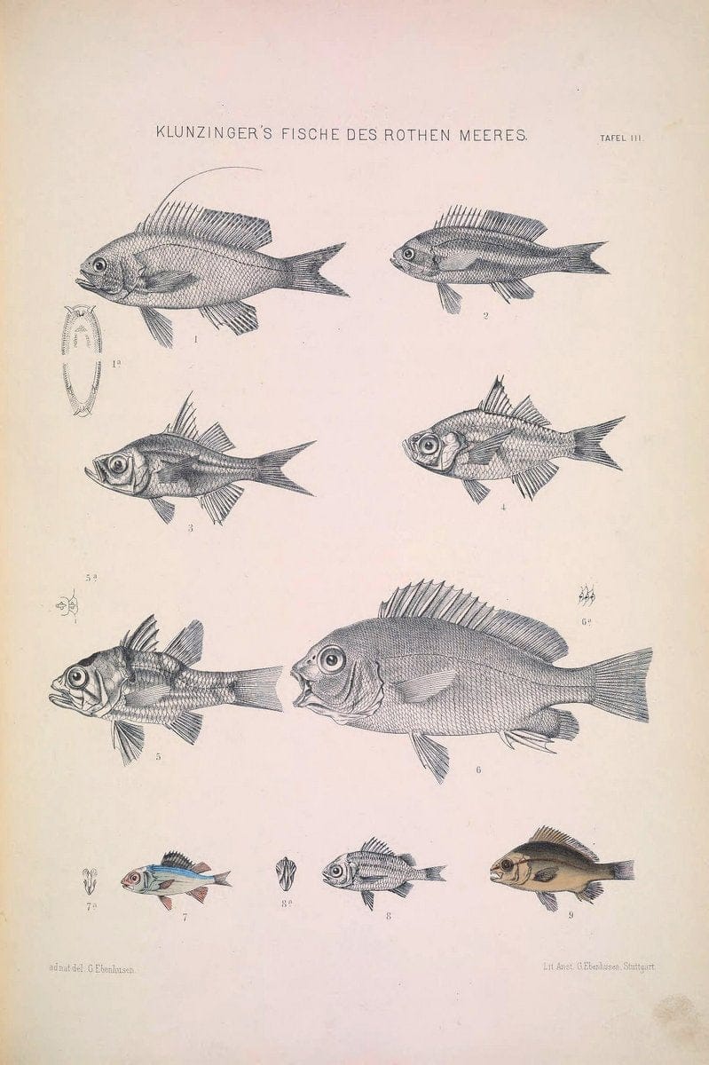Die Fische des Rothen Meeres;.Stuttgart,E.tSchweizerbart'sche Verlagshandlung (E. Koch),1884.  | Classification Fishes "Red Sea" | Vintage Print Reproduction 471483
