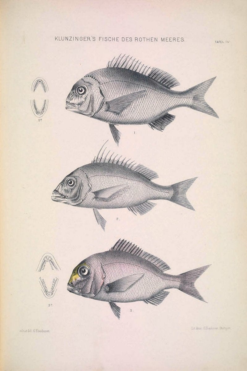 Die Fische des Rothen Meeres;.Stuttgart,E.tSchweizerbart'sche Verlagshandlung (E. Koch),1884.  | Classification Fishes "Red Sea" | Vintage Print Reproduction 471484