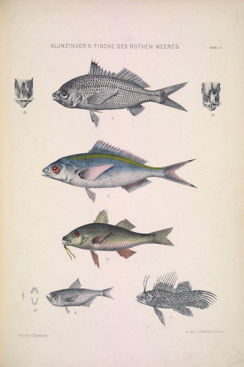 Die Fische des Rothen Meeres;.Stuttgart,E.tSchweizerbart'sche Verlagshandlung (E. Koch),1884.  | Classification Fishes "Red Sea" | Vintage Print Reproduction 471485