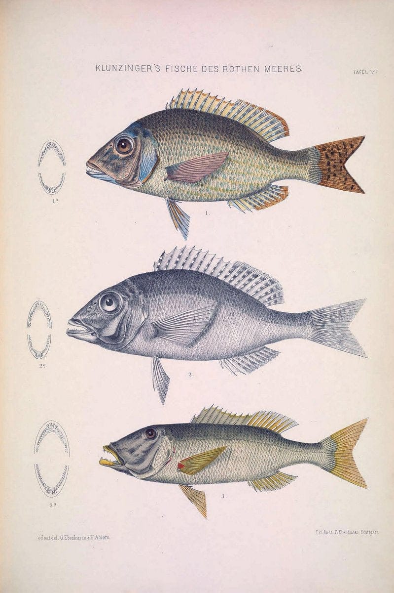 Die Fische des Rothen Meeres;.Stuttgart,E.tSchweizerbart'sche Verlagshandlung (E. Koch),1884.  | Classification Fishes "Red Sea" | Vintage Print Reproduction 471486