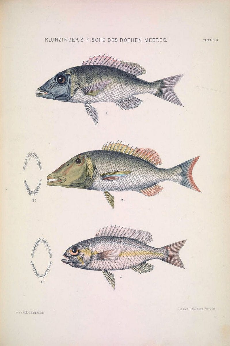 Die Fische des Rothen Meeres;.Stuttgart,E.tSchweizerbart'sche Verlagshandlung (E. Koch),1884.  | Classification Fishes "Red Sea" | Vintage Print Reproduction 471487