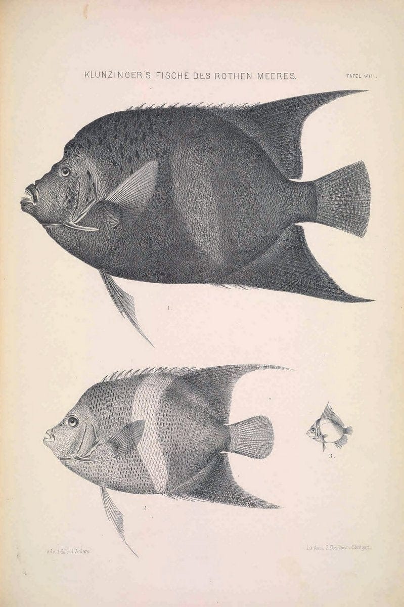 Die Fische des Rothen Meeres;.Stuttgart,E.tSchweizerbart'sche Verlagshandlung (E. Koch),1884.  | Classification Fishes "Red Sea" | Vintage Print Reproduction 471488