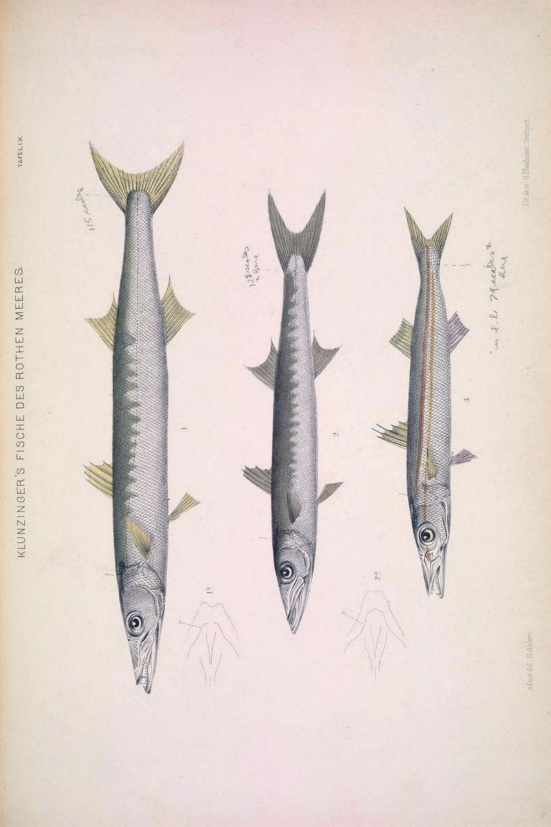 Die Fische des Rothen Meeres;.Stuttgart,E.tSchweizerbart'sche Verlagshandlung (E. Koch),1884.  | Classification Fishes "Red Sea" | Vintage Print Reproduction 471489