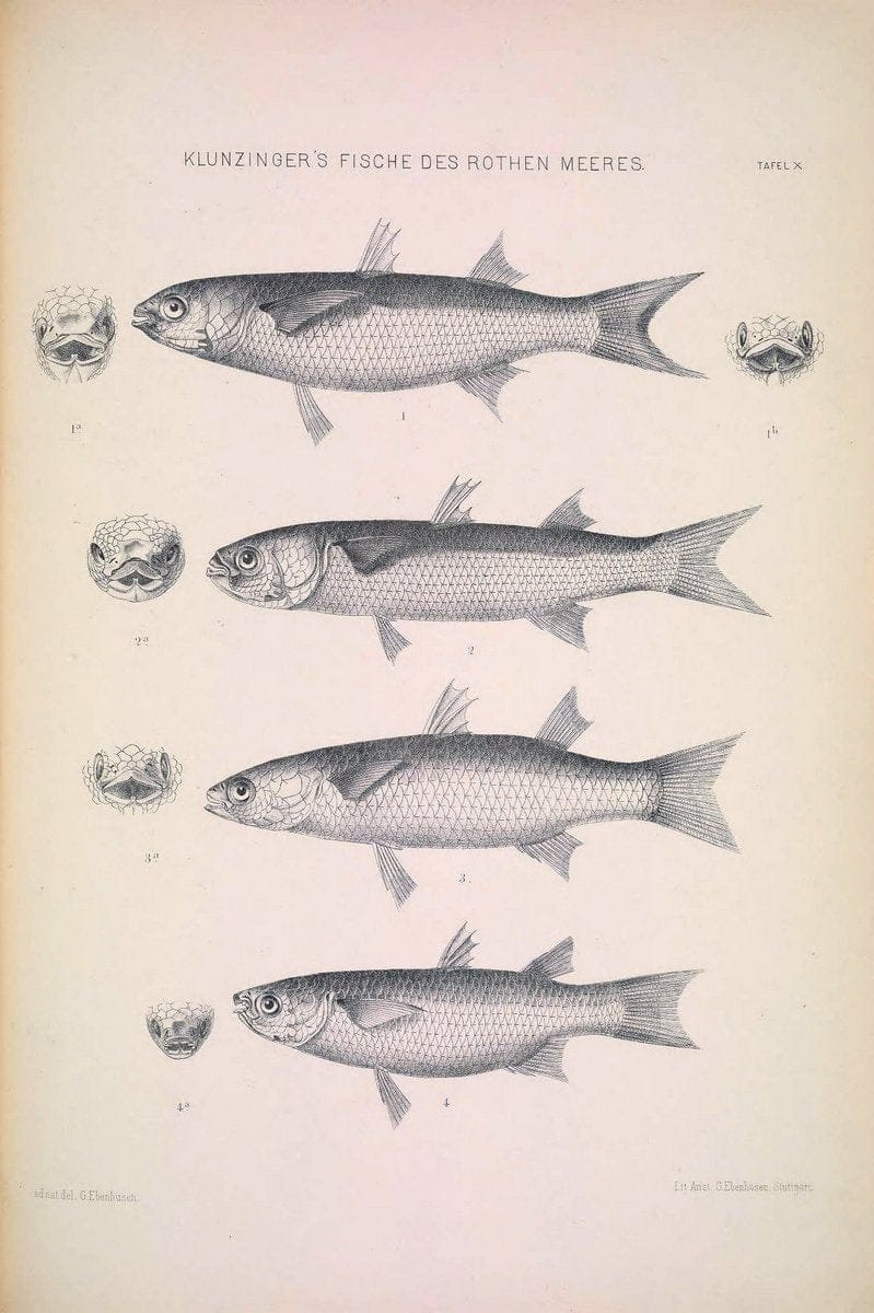 Die Fische des Rothen Meeres;.Stuttgart,E.tSchweizerbart'sche Verlagshandlung (E. Koch),1884.  | Classification Fishes "Red Sea" | Vintage Print Reproduction 471490