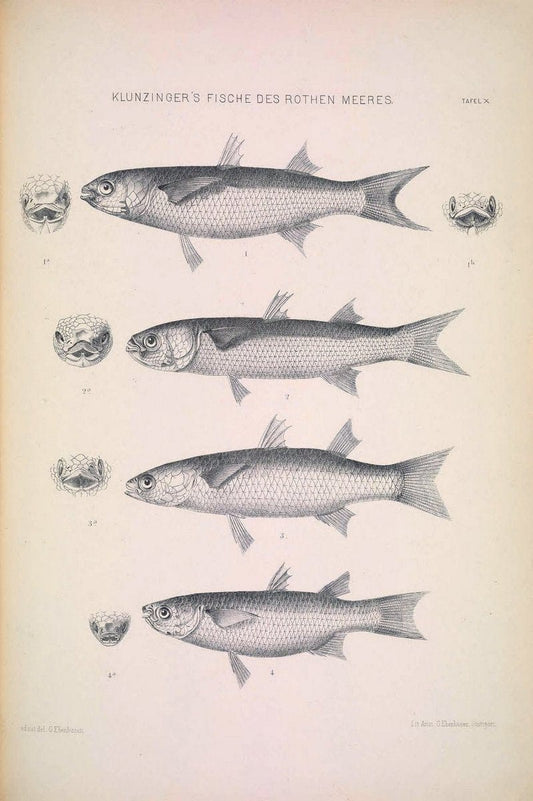 Die Fische des Rothen Meeres;.Stuttgart,E.tSchweizerbart'sche Verlagshandlung (E. Koch),1884.  | Classification Fishes "Red Sea" | Vintage Print Reproduction 471490