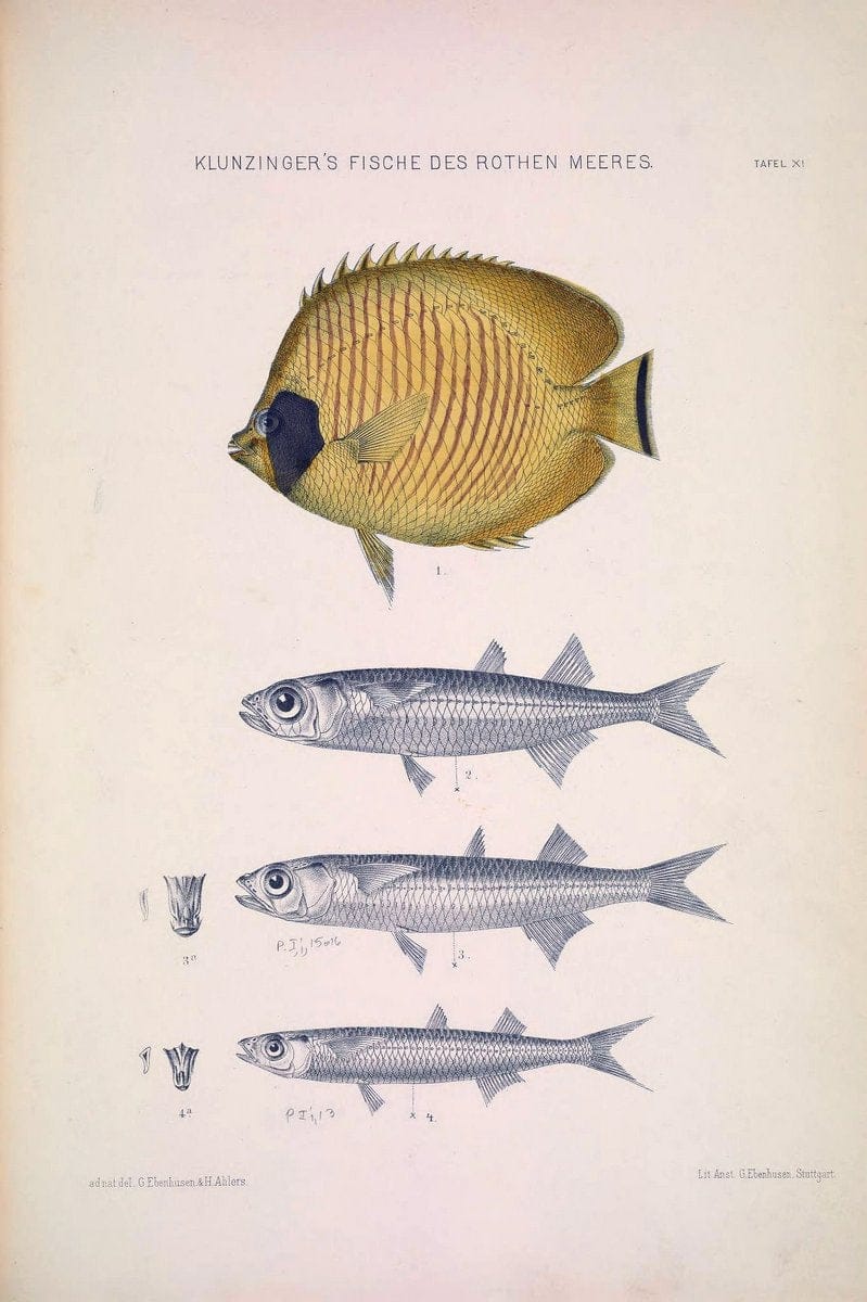 Die Fische des Rothen Meeres;.Stuttgart,E.tSchweizerbart'sche Verlagshandlung (E. Koch),1884.  | Classification Fishes "Red Sea" | Vintage Print Reproduction 471491
