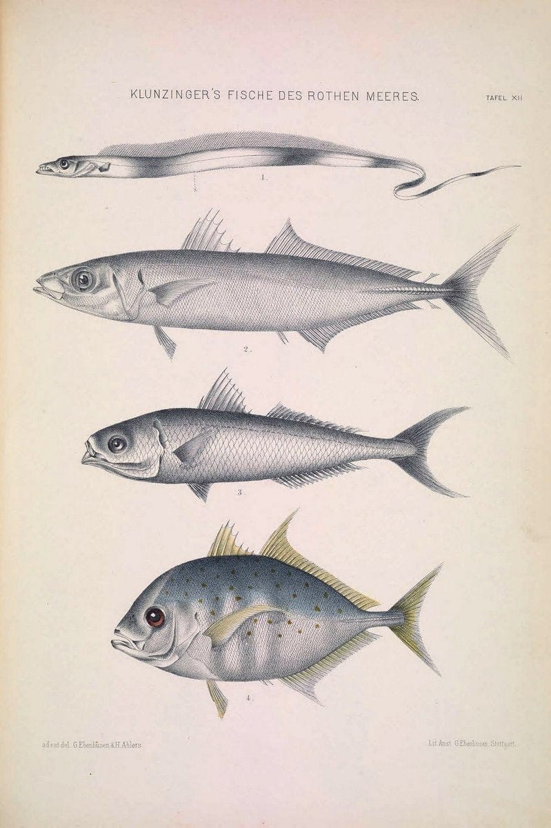Die Fische des Rothen Meeres;.Stuttgart,E.tSchweizerbart'sche Verlagshandlung (E. Koch),1884.  | Classification Fishes "Red Sea" | Vintage Print Reproduction 471492
