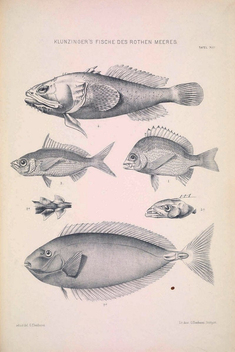Die Fische des Rothen Meeres;.Stuttgart,E.tSchweizerbart'sche Verlagshandlung (E. Koch),1884.  | Classification Fishes "Red Sea" | Vintage Print Reproduction 471493
