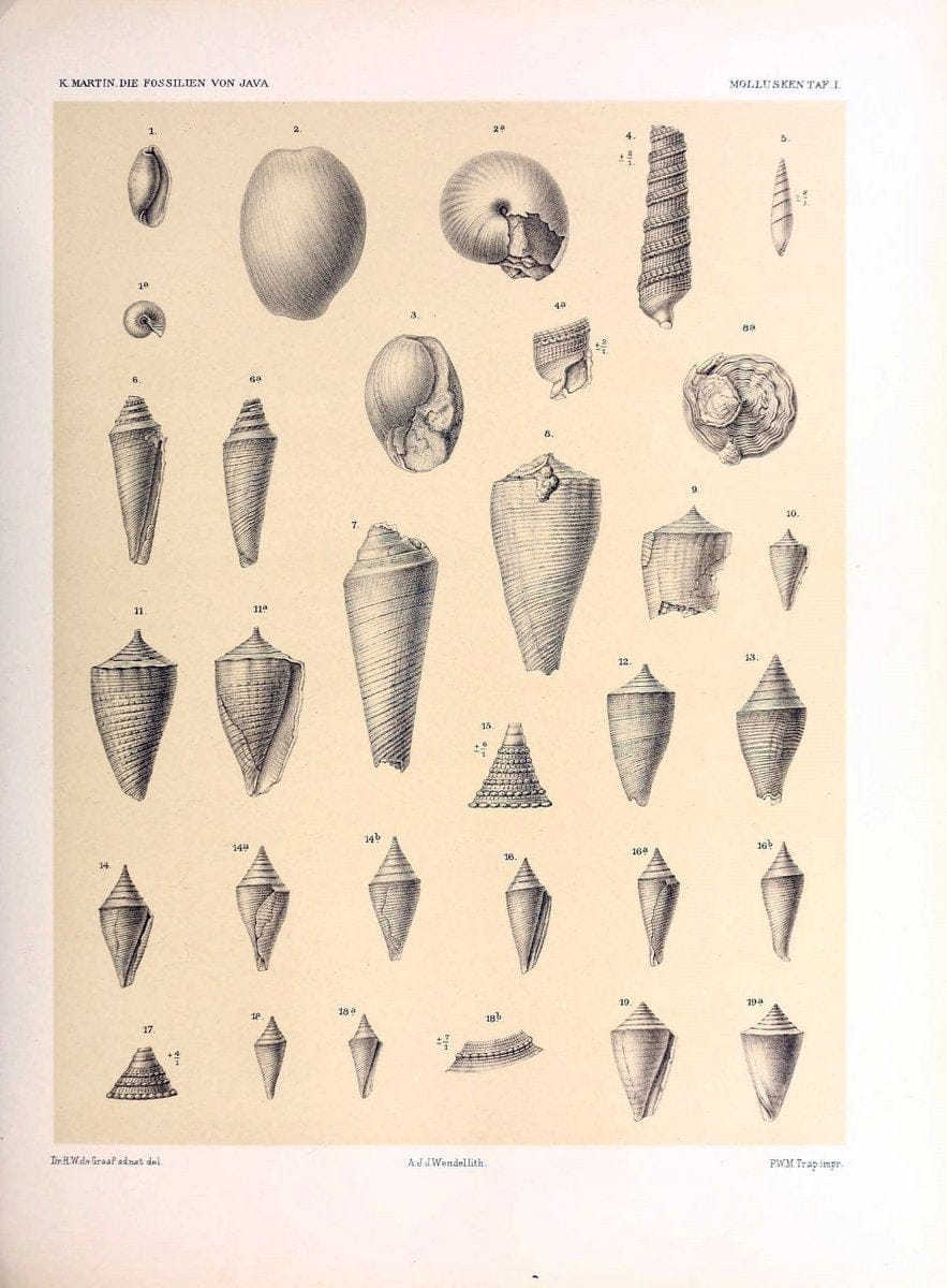 Die fossilien von Java.Leiden,Buchhandlung und druckerei vormals E.J. Brill,1891-. | Indonesia Java "Mollusks, Fossil" Paleontology | Vintage Print Reproduction 471494