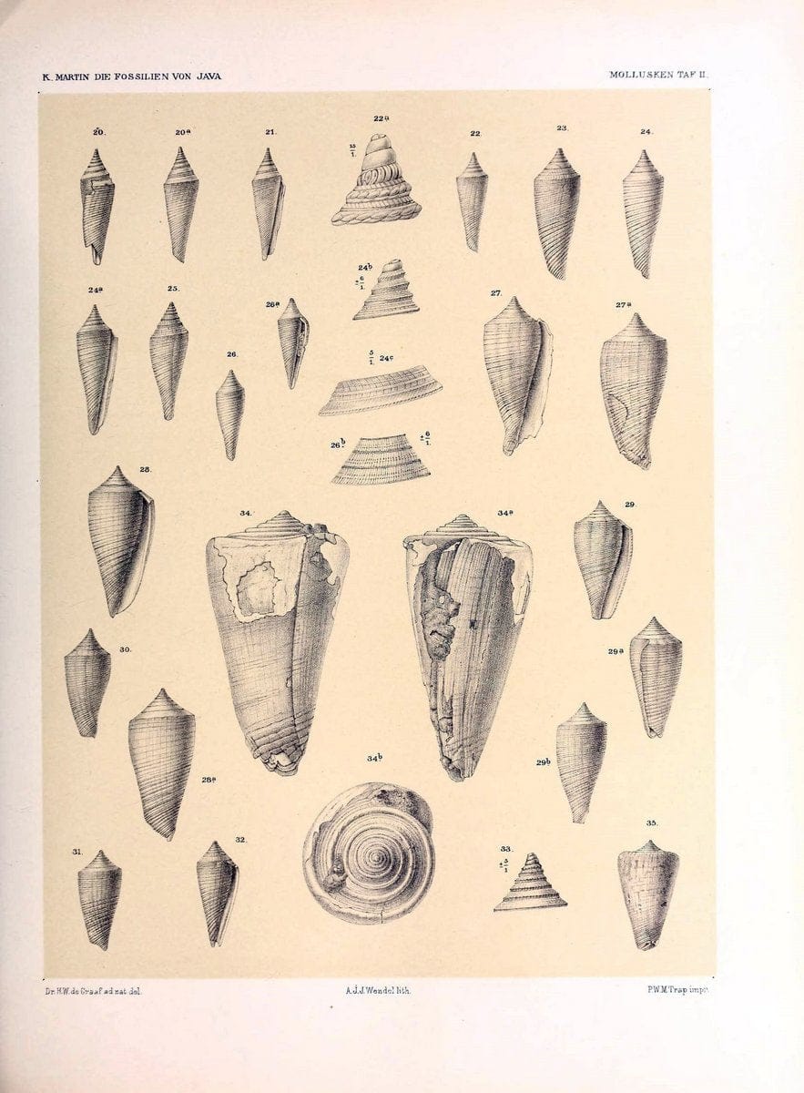 Die fossilien von Java.Leiden,Buchhandlung und druckerei vormals E.J. Brill,1891-. | Indonesia Java "Mollusks, Fossil" Paleontology | Vintage Print Reproduction 471495