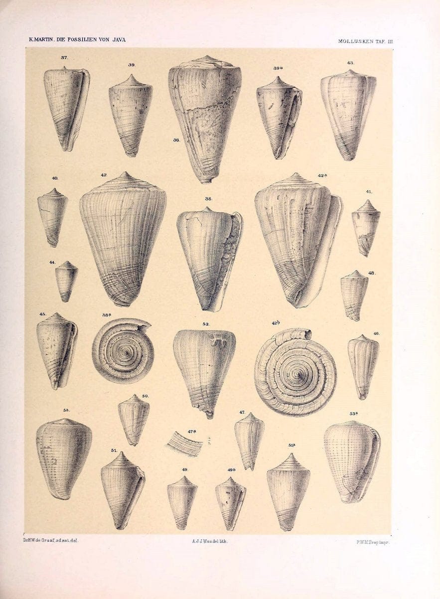 Die fossilien von Java.Leiden,Buchhandlung und druckerei vormals E.J. Brill,1891-. | Indonesia Java "Mollusks, Fossil" Paleontology | Vintage Print Reproduction 471496