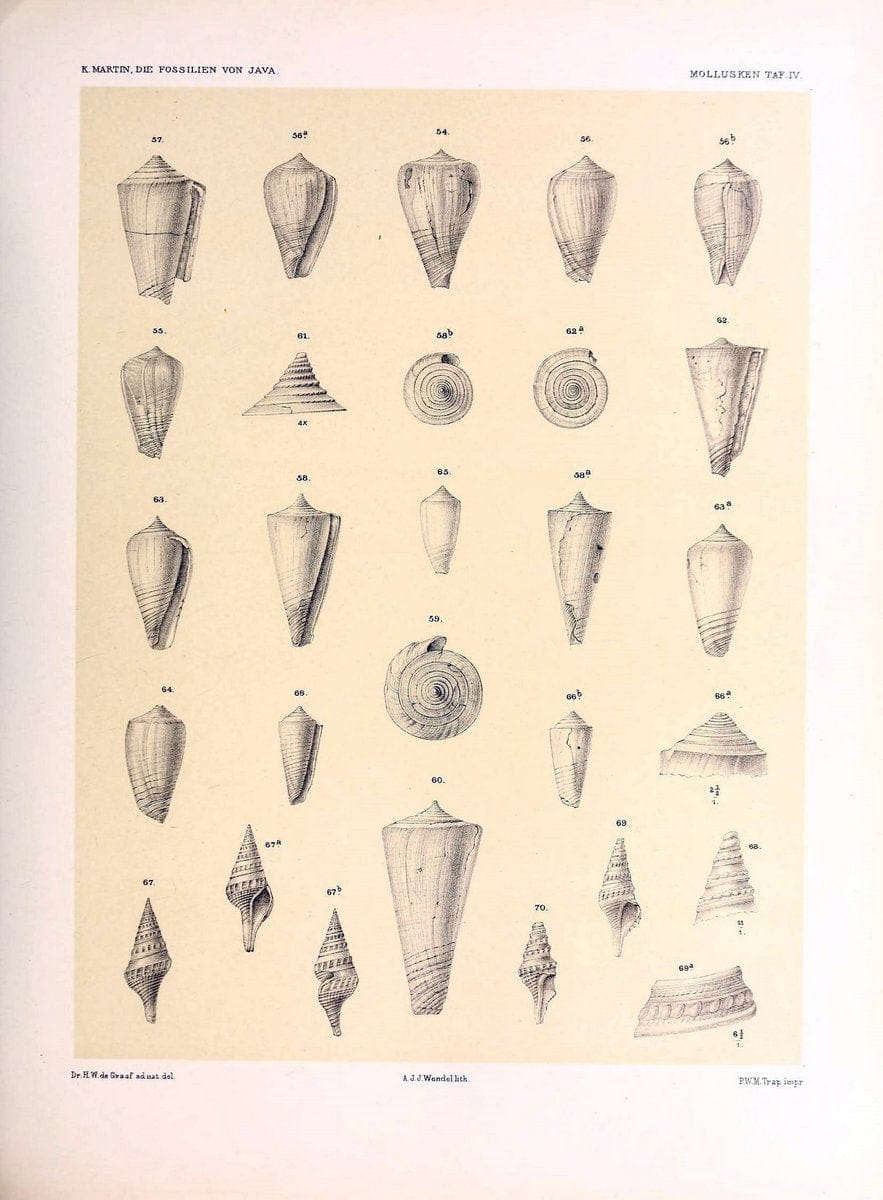 Die fossilien von Java.Leiden,Buchhandlung und druckerei vormals E.J. Brill,1891-. | Indonesia Java "Mollusks, Fossil" Paleontology | Vintage Print Reproduction 471497