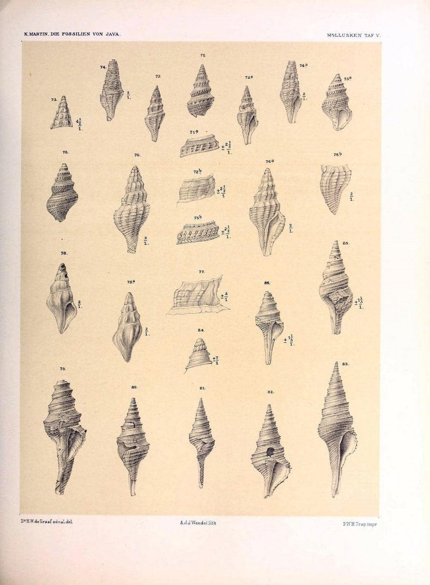 Die fossilien von Java.Leiden,Buchhandlung und druckerei vormals E.J. Brill,1891-. | Indonesia Java "Mollusks, Fossil" Paleontology | Vintage Print Reproduction 471498