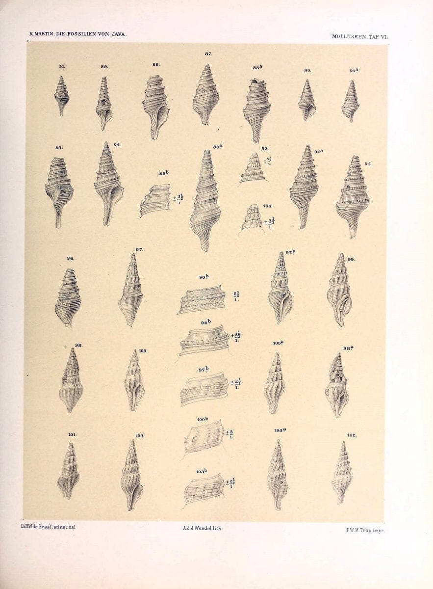 Die fossilien von Java.Leiden,Buchhandlung und druckerei vormals E.J. Brill,1891-. | Indonesia Java "Mollusks, Fossil" Paleontology | Vintage Print Reproduction 471499