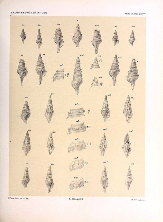 Die fossilien von Java.Leiden,Buchhandlung und druckerei vormals E.J. Brill,1891-. | Indonesia Java "Mollusks, Fossil" Paleontology | Vintage Print Reproduction 471499