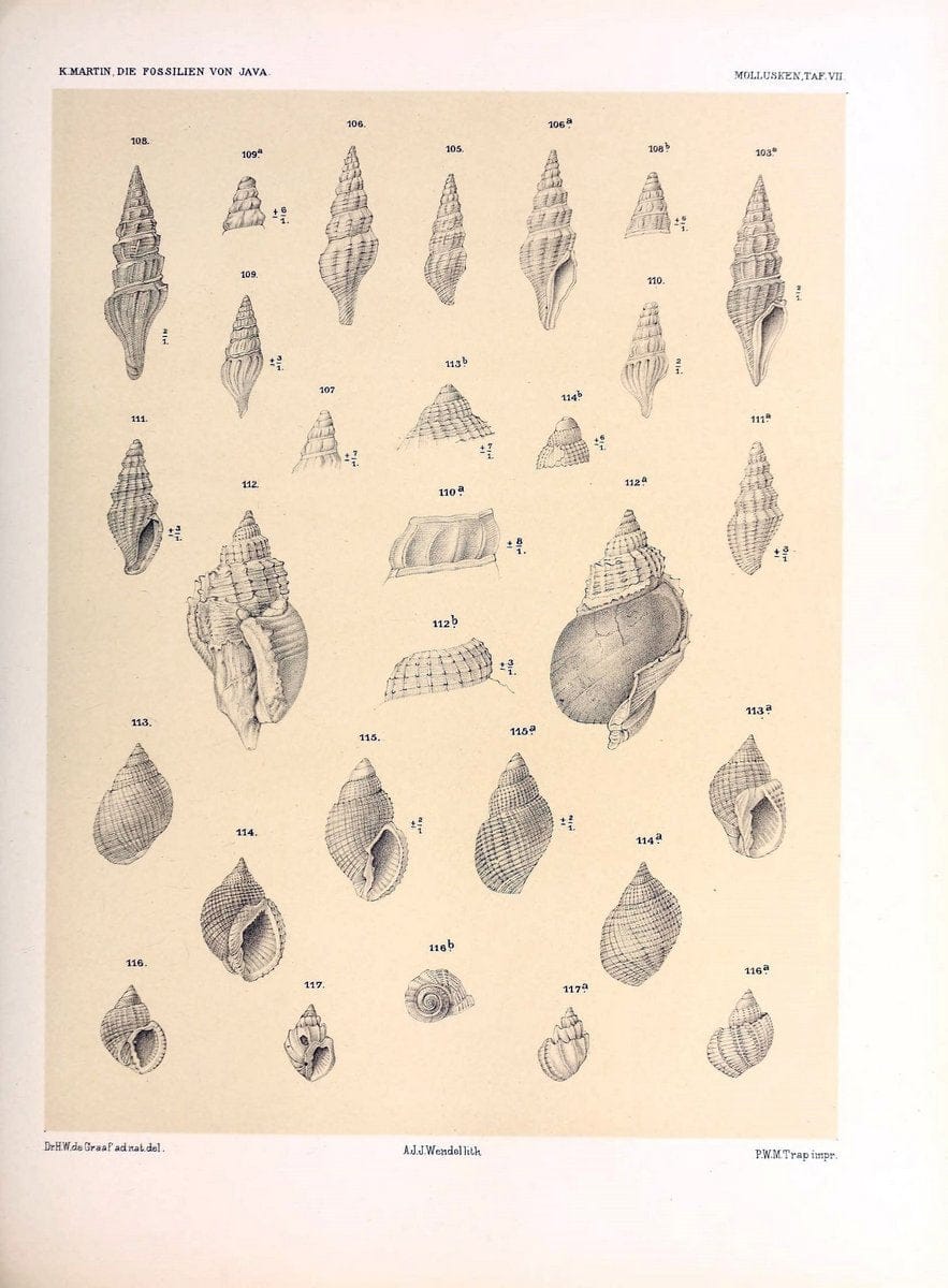 Die fossilien von Java.Leiden,Buchhandlung und druckerei vormals E.J. Brill,1891-. | Indonesia Java "Mollusks, Fossil" Paleontology | Vintage Print Reproduction 471500