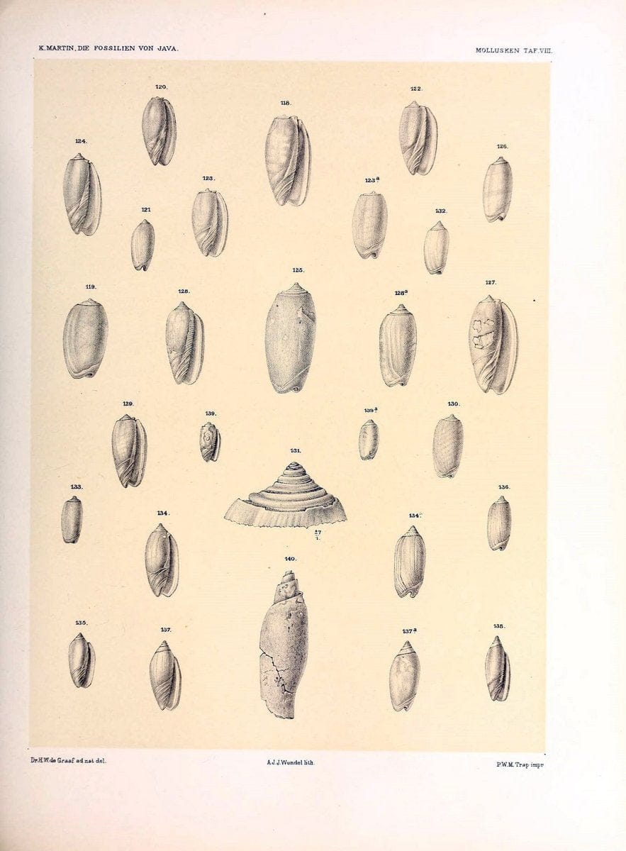 Die fossilien von Java.Leiden,Buchhandlung und druckerei vormals E.J. Brill,1891-. | Indonesia Java "Mollusks, Fossil" Paleontology | Vintage Print Reproduction 471501