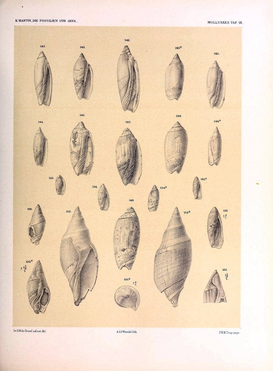 Die fossilien von Java.Leiden,Buchhandlung und druckerei vormals E.J. Brill,1891-. | Indonesia Java "Mollusks, Fossil" Paleontology | Vintage Print Reproduction 471502