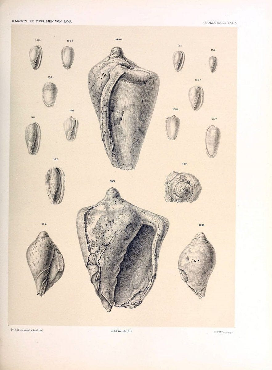 Die fossilien von Java.Leiden,Buchhandlung und druckerei vormals E.J. Brill,1891-. | Indonesia Java "Mollusks, Fossil" Paleontology | Vintage Print Reproduction 471503