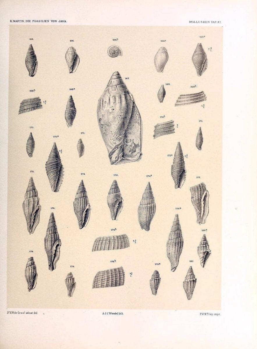 Die fossilien von Java.Leiden,Buchhandlung und druckerei vormals E.J. Brill,1891-. | Indonesia Java "Mollusks, Fossil" Paleontology | Vintage Print Reproduction 471504