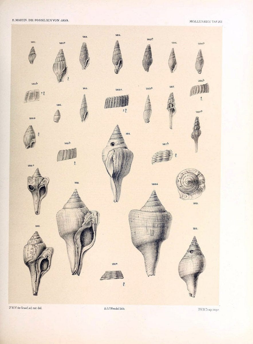 Die fossilien von Java.Leiden,Buchhandlung und druckerei vormals E.J. Brill,1891-. | Indonesia Java "Mollusks, Fossil" Paleontology | Vintage Print Reproduction 471505