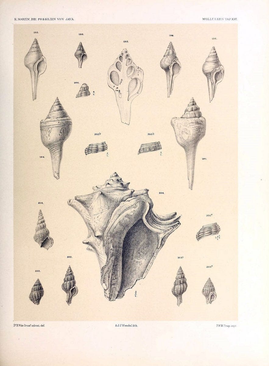 Die fossilien von Java.Leiden,Buchhandlung und druckerei vormals E.J. Brill,1891-. | Indonesia Java "Mollusks, Fossil" Paleontology | Vintage Print Reproduction 471506