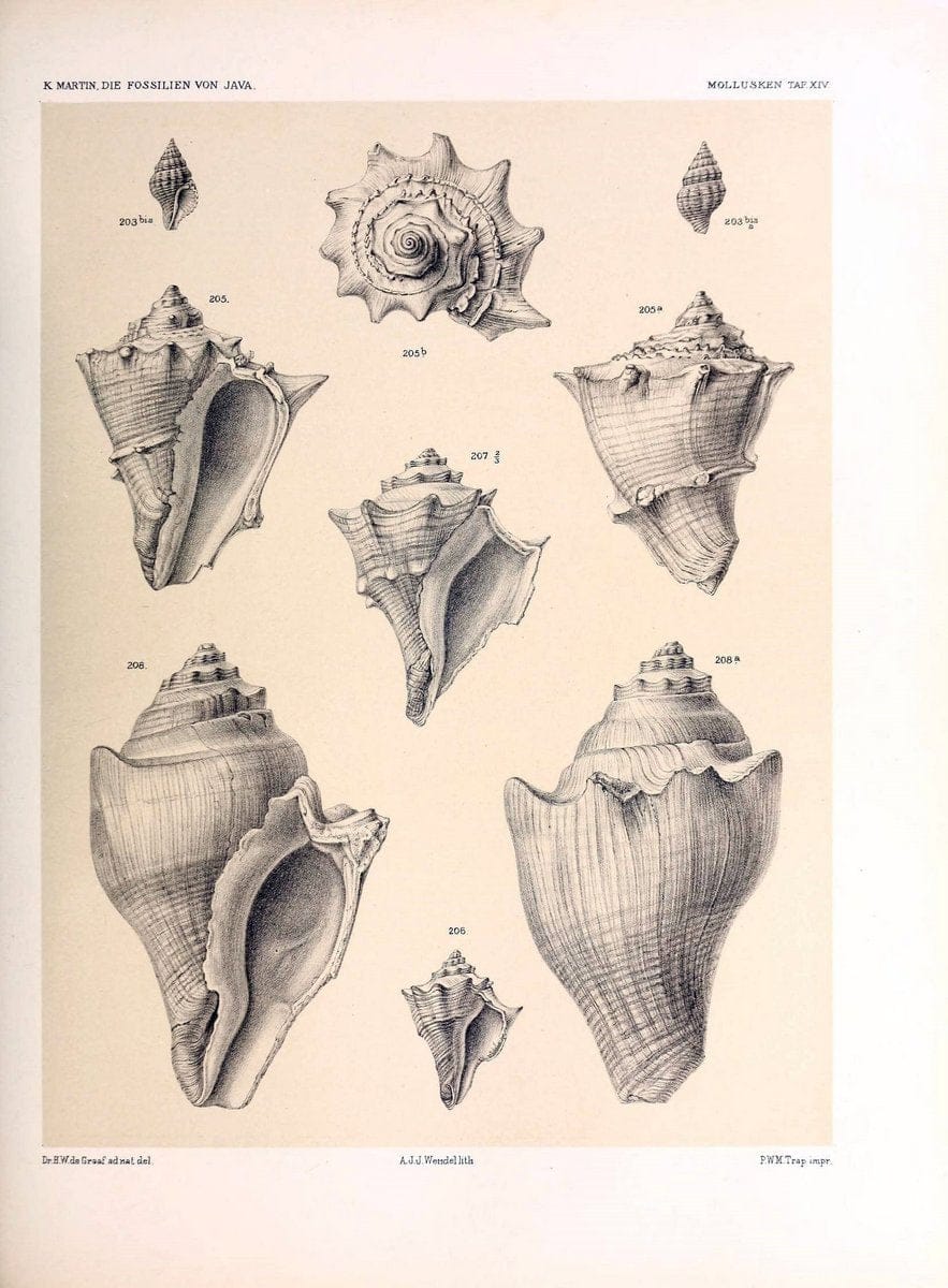 Die fossilien von Java.Leiden,Buchhandlung und druckerei vormals E.J. Brill,1891-. | Indonesia Java "Mollusks, Fossil" Paleontology | Vintage Print Reproduction 471507