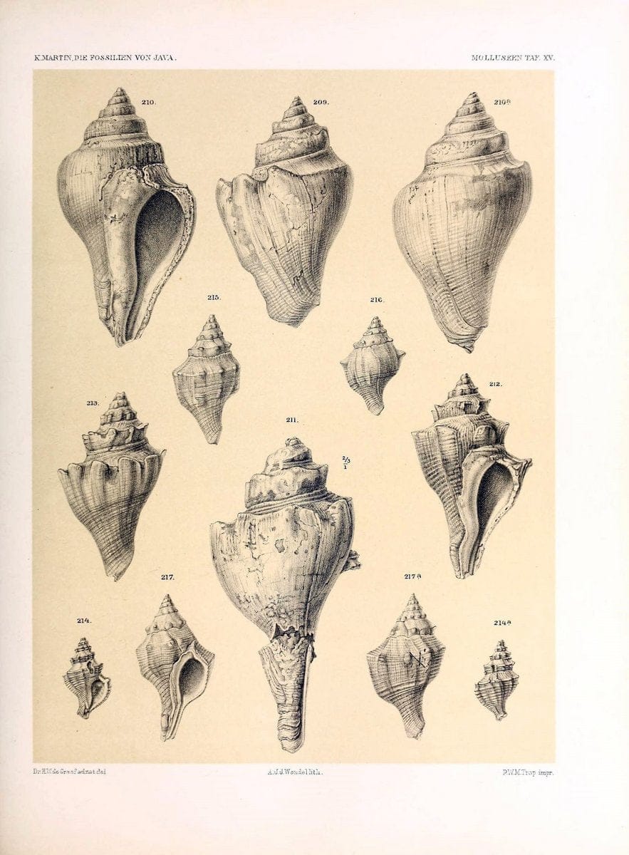 Die fossilien von Java.Leiden,Buchhandlung und druckerei vormals E.J. Brill,1891-. | Indonesia Java "Mollusks, Fossil" Paleontology | Vintage Print Reproduction 471508