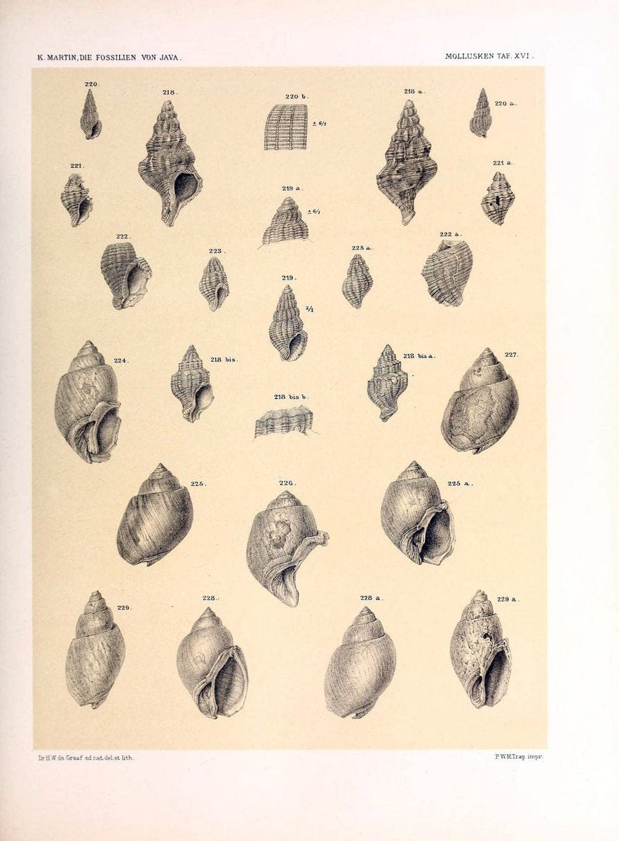 Die fossilien von Java.Leiden,Buchhandlung und druckerei vormals E.J. Brill,1891-. | Indonesia Java "Mollusks, Fossil" Paleontology | Vintage Print Reproduction 471509