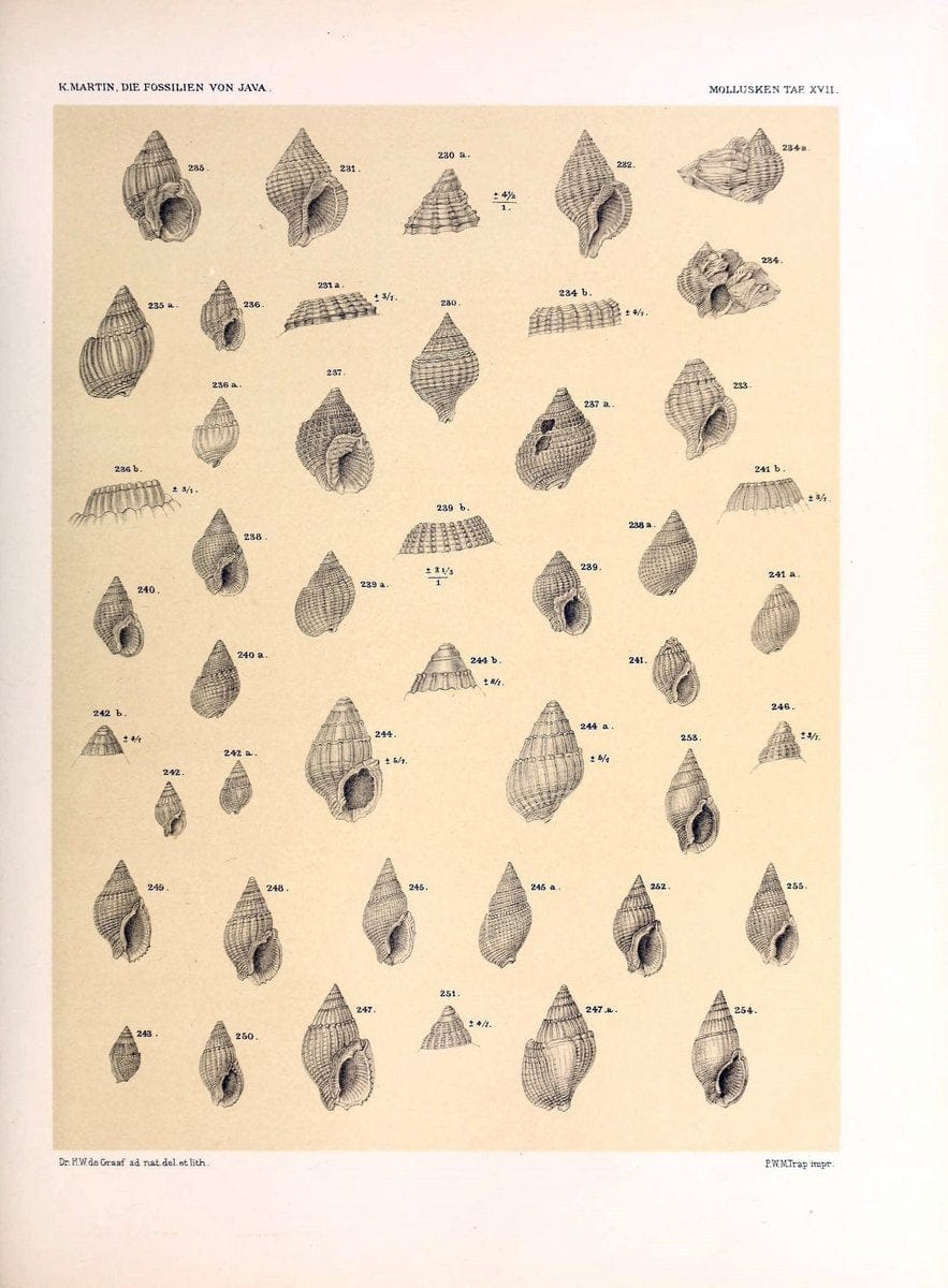 Die fossilien von Java.Leiden,Buchhandlung und druckerei vormals E.J. Brill,1891-. | Indonesia Java "Mollusks, Fossil" Paleontology | Vintage Print Reproduction 471510