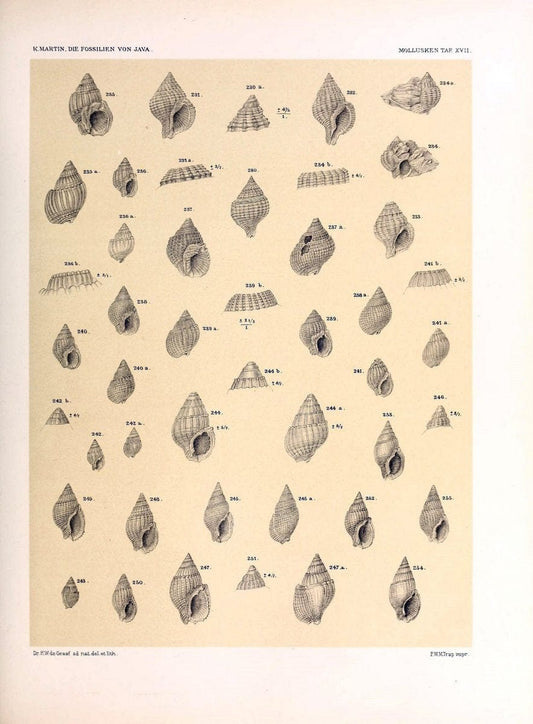 Die fossilien von Java.Leiden,Buchhandlung und druckerei vormals E.J. Brill,1891-. | Indonesia Java "Mollusks, Fossil" Paleontology | Vintage Print Reproduction 471510