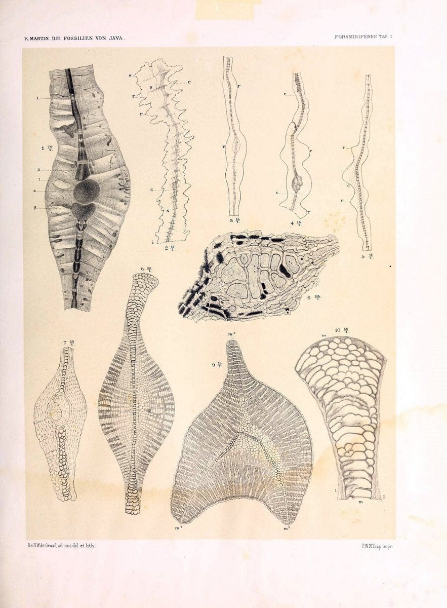 Die fossilien von Java.Leiden,Buchhandlung und druckerei vormals E.J. Brill,1891-. | Indonesia Java "Mollusks, Fossil" Paleontology | Vintage Print Reproduction 471511