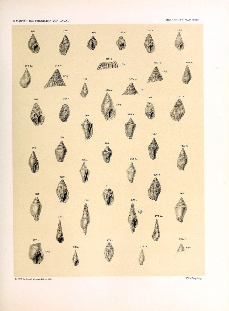 Die fossilien von Java.Leiden,Buchhandlung und druckerei vormals E.J. Brill,1891-. | Indonesia Java "Mollusks, Fossil" Paleontology | Vintage Print Reproduction 471512