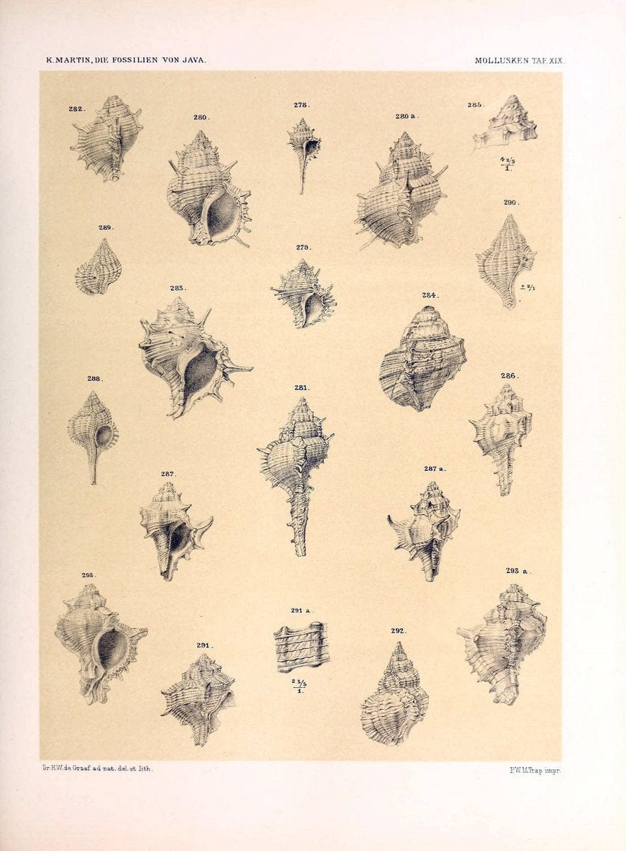 Die fossilien von Java.Leiden,Buchhandlung und druckerei vormals E.J. Brill,1891-. | Indonesia Java "Mollusks, Fossil" Paleontology | Vintage Print Reproduction 471513