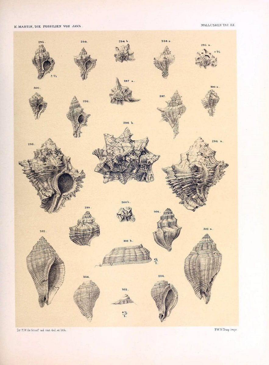 Die fossilien von Java.Leiden,Buchhandlung und druckerei vormals E.J. Brill,1891-. | Indonesia Java "Mollusks, Fossil" Paleontology | Vintage Print Reproduction 471514