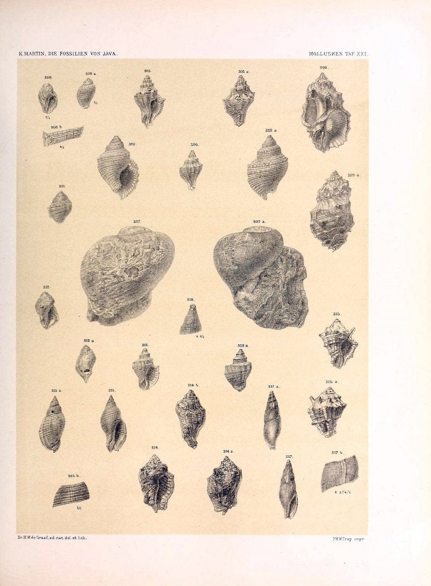 Die fossilien von Java.Leiden,Buchhandlung und druckerei vormals E.J. Brill,1891-. | Indonesia Java "Mollusks, Fossil" Paleontology | Vintage Print Reproduction 471515