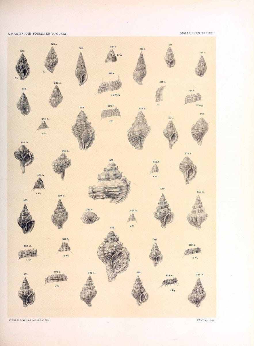 Die fossilien von Java.Leiden,Buchhandlung und druckerei vormals E.J. Brill,1891-. | Indonesia Java "Mollusks, Fossil" Paleontology | Vintage Print Reproduction 471516