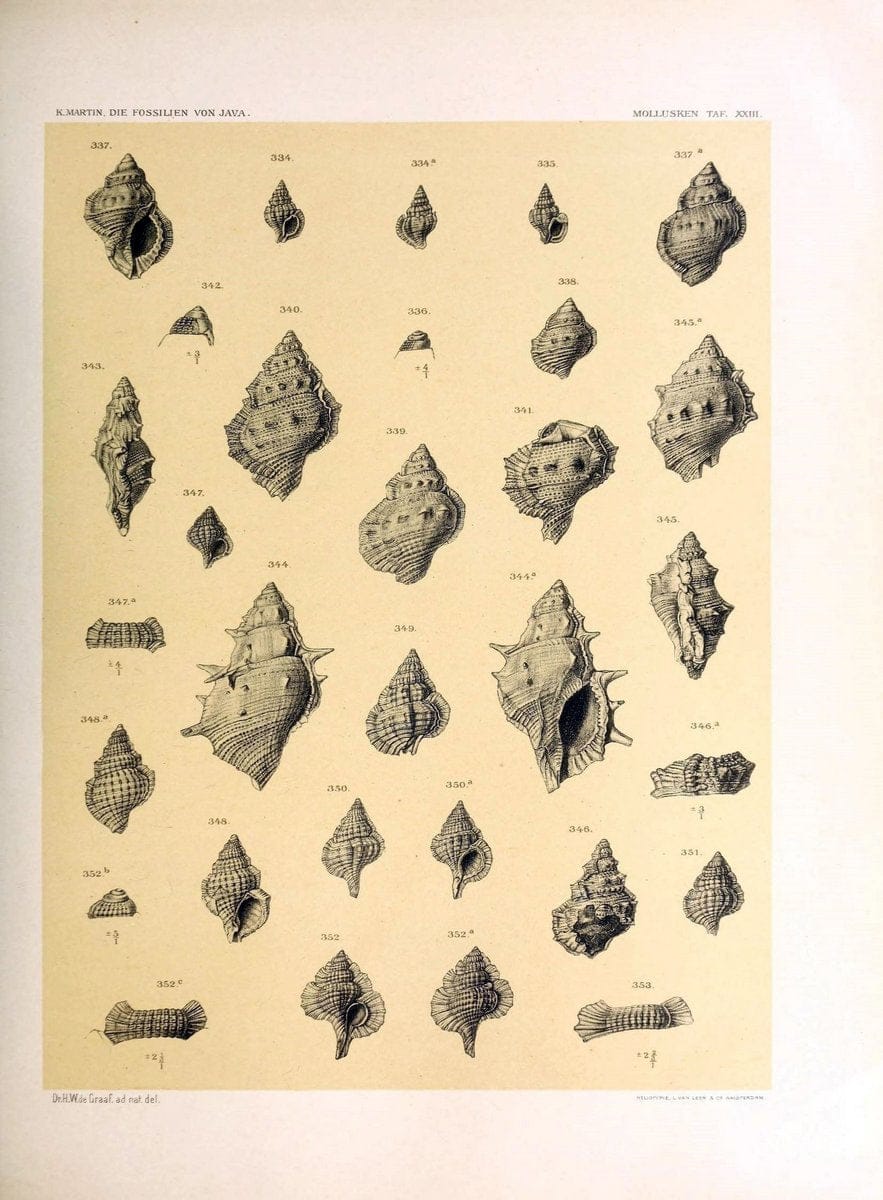 Die fossilien von Java.Leiden,Buchhandlung und druckerei vormals E.J. Brill,1891-. | Indonesia Java "Mollusks, Fossil" Paleontology | Vintage Print Reproduction 471517