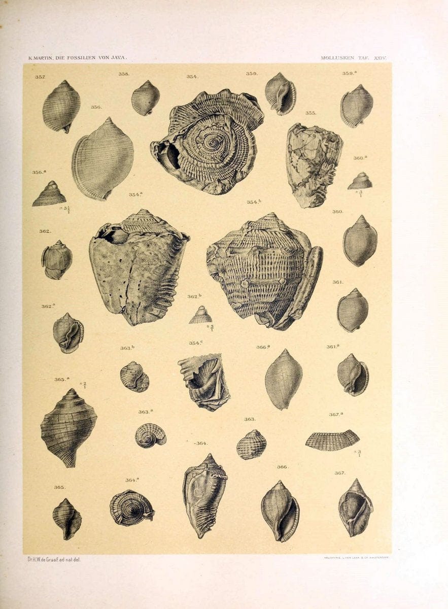 Die fossilien von Java.Leiden,Buchhandlung und druckerei vormals E.J. Brill,1891-. | Indonesia Java "Mollusks, Fossil" Paleontology | Vintage Print Reproduction 471518