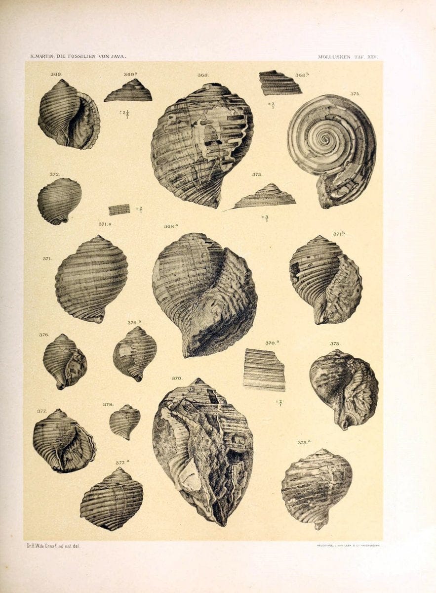 Die fossilien von Java.Leiden,Buchhandlung und druckerei vormals E.J. Brill,1891-. | Indonesia Java "Mollusks, Fossil" Paleontology | Vintage Print Reproduction 471519