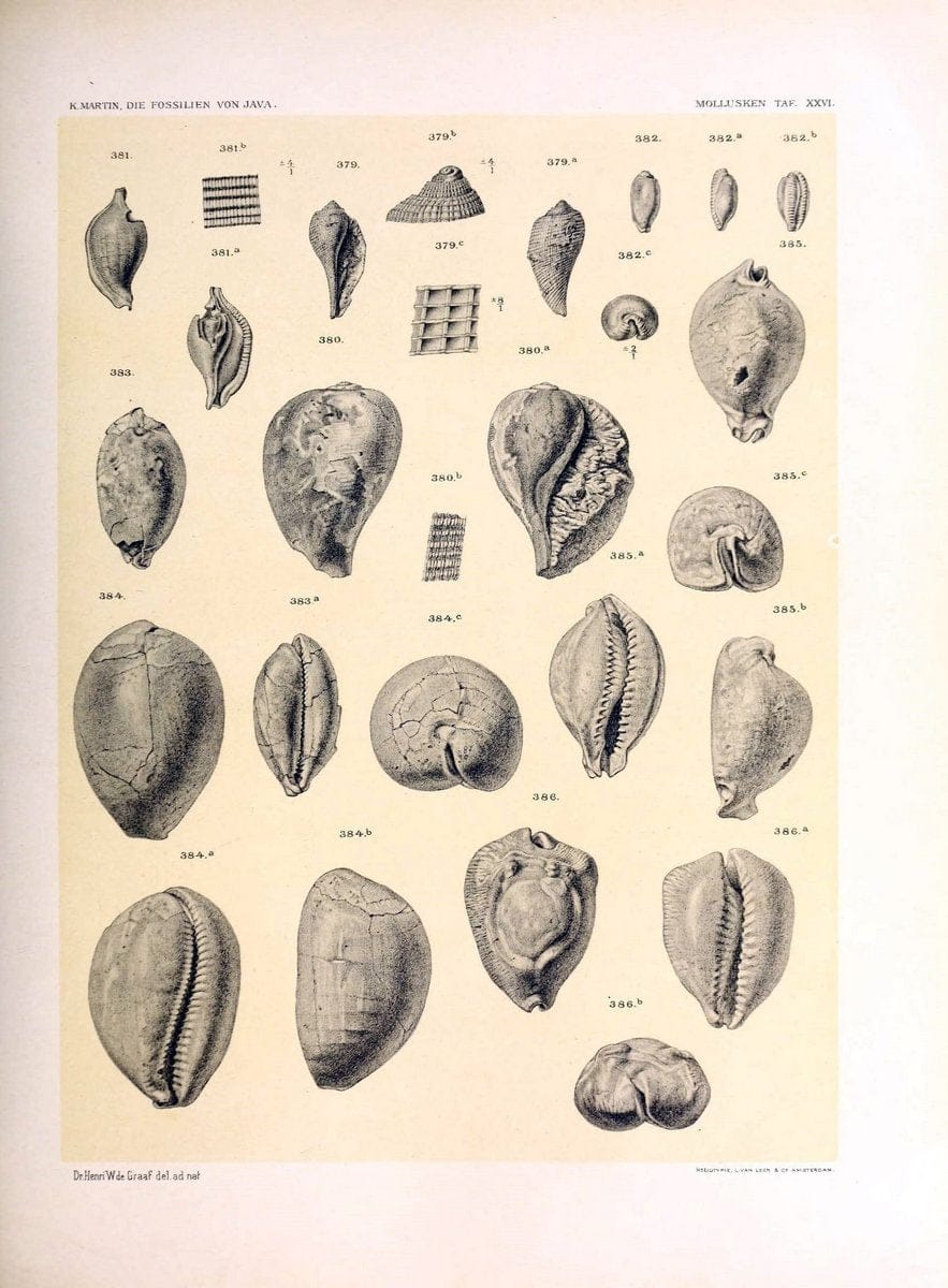 Die fossilien von Java.Leiden,Buchhandlung und druckerei vormals E.J. Brill,1891-. | Indonesia Java "Mollusks, Fossil" Paleontology | Vintage Print Reproduction 471520