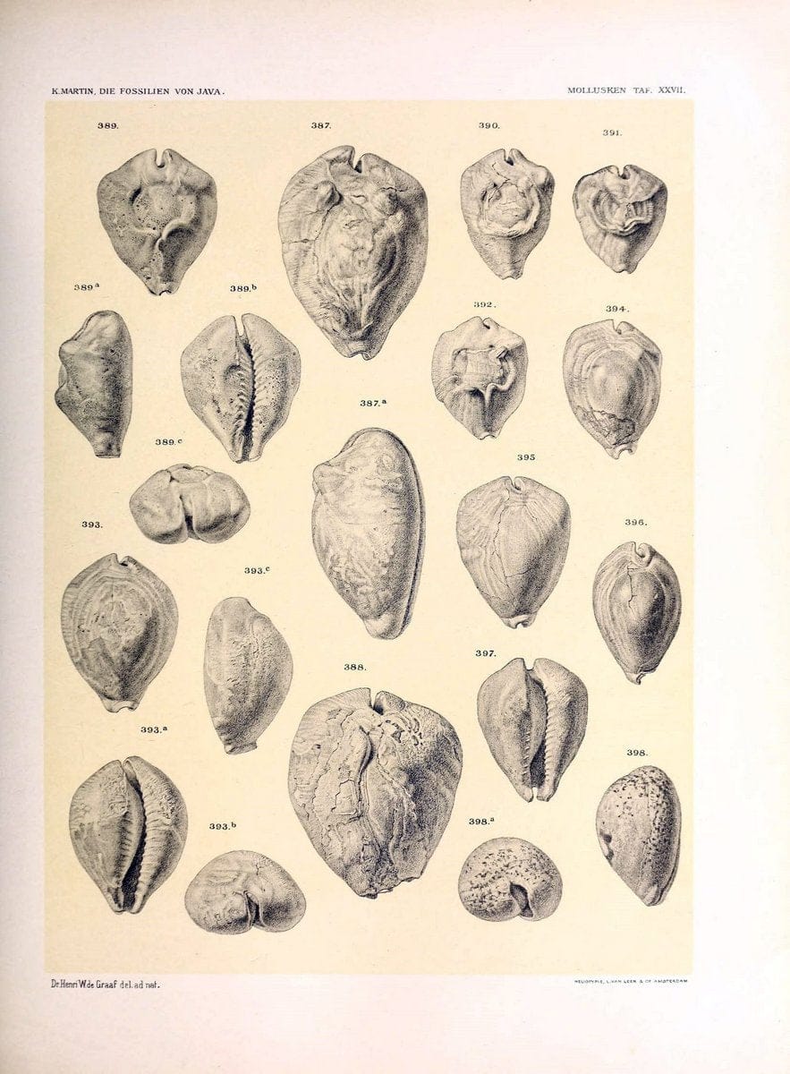 Die fossilien von Java.Leiden,Buchhandlung und druckerei vormals E.J. Brill,1891-. | Indonesia Java "Mollusks, Fossil" Paleontology | Vintage Print Reproduction 471521
